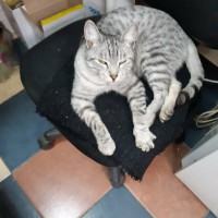 Найден кот, порода китайский мао, окрас серо-белый