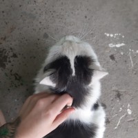 В добрые руки, кошка, окрас черно-белый