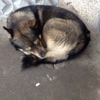 Найден пёс, окрас черно-коричневый