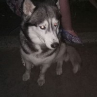 Найдена собака, хаски, окрас бело-серый