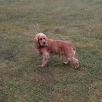 Найден пес, порода английский кокер-спаниель, окрас коричневый