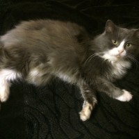 Потерян кот, окрас темно-серый с белым