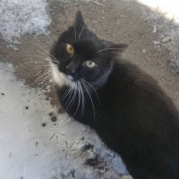 Найден кот, окрас черный, белая грудка