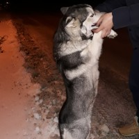 Найдена собака, порода хаски, окрас черно-серый