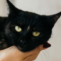 В добрые руки, кошка, окрас черный с рыжицой