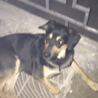 Найдена собака, окрас черно-коричневый