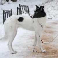 В добрые руки, собака, окрас бело-чёрный