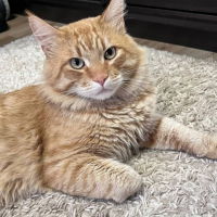 Отдам в добрые руки:  кота