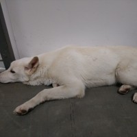 Найден пес, окрас белый
