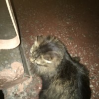 Найдена кошка, окрас камышовый, пушистая