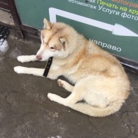 Найден пес, порода хаски, окрас бело-коричневый