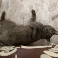 Отдам в добрые руки:  котик котикулунтик котик##еточка