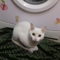 Найден котик, окрас белый
