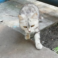 Найден кот\кошка, окрас серый, полосатый