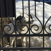 Найдена собака, порода далматинец