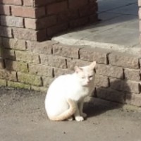 Найден кот, окрас белый с рыжим