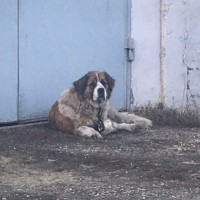 Найдена собака, порода сенбернар