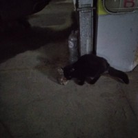 Найден черный кот