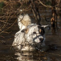 В добрые руки, пёс, окрас белый с черно-рыжими пятнами