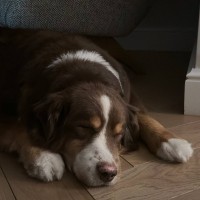 Пропал кобель Чили