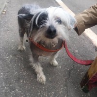Найдена собака, порода китайская хохлатая, окрас трехцветная