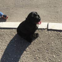 Найден щенок, порода кокер-спаниель, окрас черный с белой грудкой