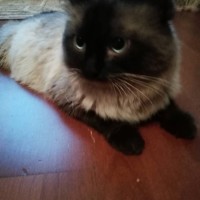 Найден кот, порода сиамская, окрас белый с черной мордочкой и лапками