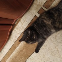 Найдена кошка, окрас черно-рыжий