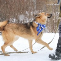 Собака в добрые руки