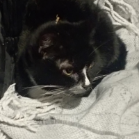 Найдено:  кошка кот