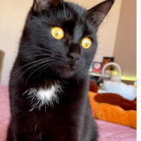 Потеряно:  кошка кошка