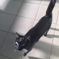 Найден кот, окрас черный с белым