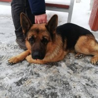 Найден пёс, порода немецкая овчарка, окрас черно-коричневый