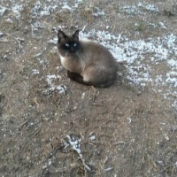 Найден кот\кошка, окрас сиамский