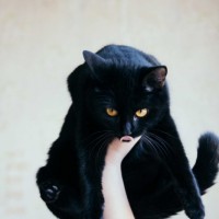 В добрые руки, кошка, окрас черный