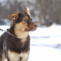 В добрые руки, собака, окрас черно-коричневый