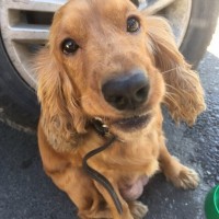 Найден собака, порода кокер-спаниель