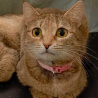 Отдам в добрые руки:  кошка