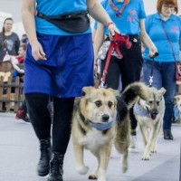 В добрые руки, собака, окрас трехцветный