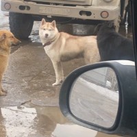 Найден пёс, окрас коричнево-белый