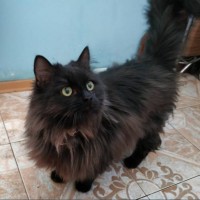 Найдена кошка, окрас черный, пушистая