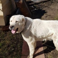 Найдена собака, порода среднеазиатская овчарка, окрас белый