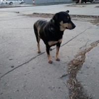 Найден пес, окрас черно-коричневый