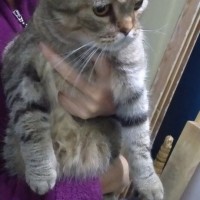 Найден кот, порода шотландская, окрас серый, полосатый