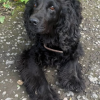 Найдено:  собака собака