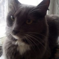 Найден кот, окрас дымчатый с белыми пятнами