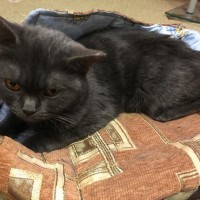 Найдена кошка, порода британец, окрас серый