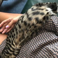 Пропал котёнок, окрас пятнистый, маленький леопард