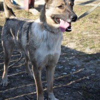 В добрые руки, собака, окрас трехцветный