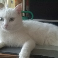 Найден кот, окрас белый